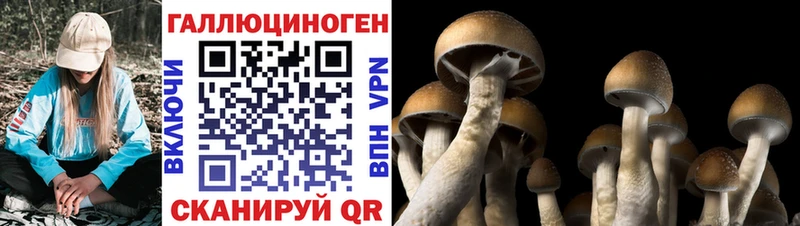 Псилоцибиновые грибы ЛСД  магазин  наркотиков  Королёв 